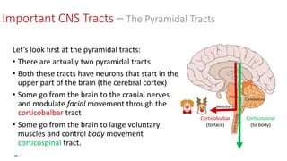 95 |
Let’s look first at the pyramidal tracts:
• There are actually two pyramidal tracts
• Both these tracts have neurons that start in the
upper part of the brain (the cerebral cortex)
• Some go from the brain to the cranial nerves
and modulate facial movement through the
corticobulbar tract
• Some go from the brain to large voluntary
muscles and control body movement
corticospinal tract.
Important CNS Tracts – The Pyramidal Tracts
Corticospinal
(to body)
Corticobulbar
(to face)
 