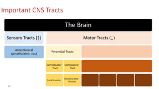 96 |
The Brain
Sensory Tracts (↑)
Anterolateral
spinothalamic tract
Motor Tracts (↓)
Pyramidal Tracts
Corticobulbar
Tract
Corticospinal
Tract
Facial muscles
Voluntary Body
Muscles
Important CNS Tracts
 
