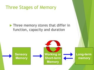 Three Stages of Memory
 Three memory stores that differ in
function, capacity and duration
Long-term
memory
Working or
Short-term
Memory
Sensory
Input
Sensory
Memory
Attention
Encoding
Retrieval
Maintenance Rehearsal
 