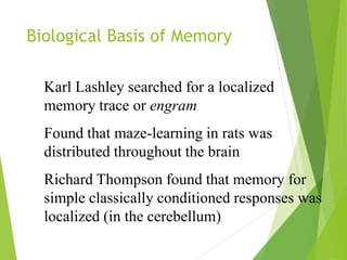 Biological Basis of Memory
Karl Lashley searched for a localized
memory trace or engram
Found that maze-learning in rats was
distributed throughout the brain
Richard Thompson found that memory for
simple classically conditioned responses was
localized (in the cerebellum)
 