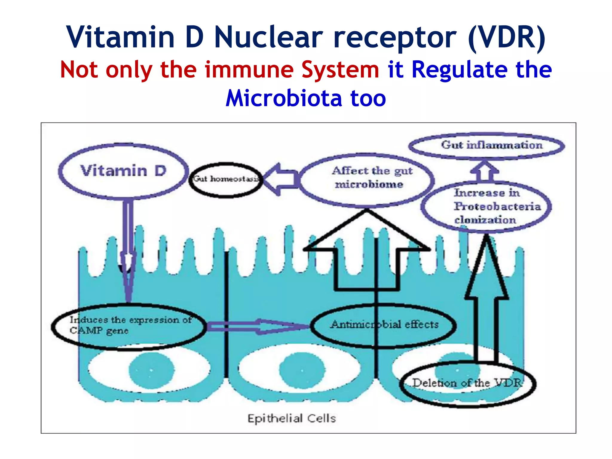 Microbiota, Vitamin D Receptor and Autoimmuity | PPTX