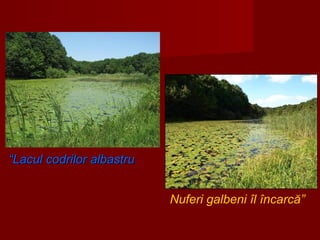Nuferi galbeni îl încarcă”
““LaculLacul codrilor albastrucodrilor albastru
 