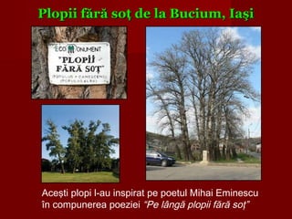 Plopii fără soţ de la Bucium, IaşiPlopii fără soţ de la Bucium, Iaşi
Aceşti plopi l-au inspirat pe poetul Mihai Eminescu
în compunerea poeziei “Pe lângă plopii fără soţ”
 