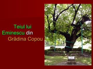 Teiul luiTeiul lui
EminescuEminescu dindin
Grădina CopouGrădina Copou
 
