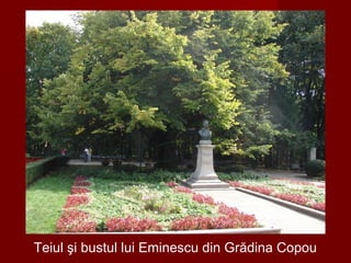 Teiul şi bustul lui Eminescu din Grădina Copou
 