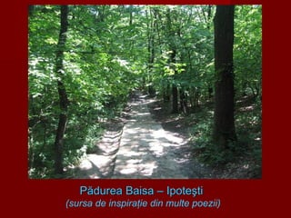 Pădurea Baisa – IpoteştiPădurea Baisa – Ipoteşti
(sursa de inspiraţie din multe poezii)
 