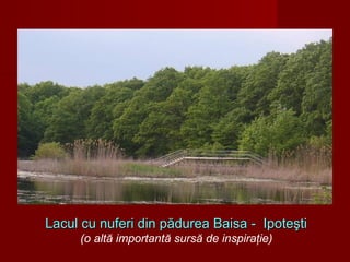 Lacul cu nuferi din pădurea Baisa - IpoteştiLacul cu nuferi din pădurea Baisa - Ipoteşti
(o altă importantă sursă de inspiraţie)
 