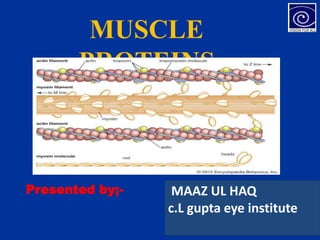 1
MUSCLE
PROTEINS
Presented by;- MAAZ UL HAQ
c.L gupta eye institute
 