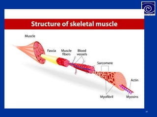 Protein Muscle Cycle muscle protein | PPTX