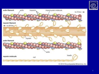 Protein Muscle Cycle muscle protein | PPTX