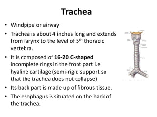Windpipe Collapse Human Respiratory System for Diploma Pharmacy | PPT