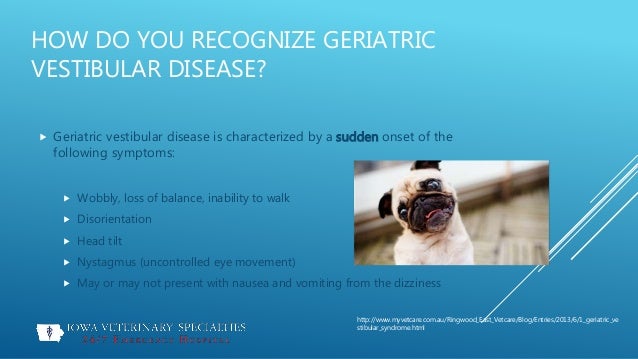vestibular in dogs vestibular disease of geriatric dogs vestibular in dogs vestibular disease of geriatric dogs