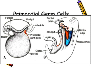 Primordialis Cell Types Anatomy of Reproductive System | PPT