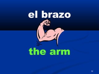 52
el brazo
the arm
 