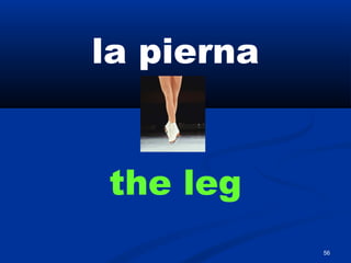 56
la pierna
the leg
 