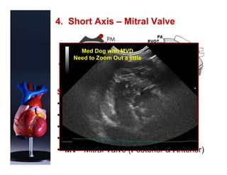 0PowerPoint- focused Echocardiography.pdf