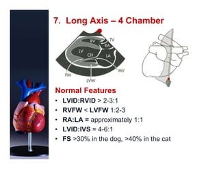 0PowerPoint- focused Echocardiography.pdf