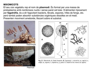 MIXOMICOTS
El seu cos vegetatiu rep el nom de plasmodi. És format per una massa de
protoplasma amb nombrosos nuclis i sense paret cel·lular. S’alimenten típicament
per fagotròfia, és a dir fagocitant bacteris, llevats, espores, hifes de fongs, etc.
però també poden absorbir substàncies orgàniques dissoltes en el medi.
Presenten moviment ameboide, lliscant sobre el substrat.
Plasmodi
Esporangis
 