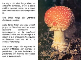 La major part dels fongs viuen en
ambients terrestres, al sòl o sobre
matèria vegetal morta, de manera
que contribueixen a descompondre-
la.
Uns altres fongs són paràsits
d’animals i plantes.
Molts fongs tenen una gran utilitat,
ja que contribueixen, amb les seves
reaccions químiques i
fermentacions, a la producció
d’aliments com ara el formatge i el
iogurt, o a la producció de begudes
alcohòliques com ara el vi, la
cervesa i el whisky.
Uns altres fongs són capaços de
produir antibiòtics, per exemple la
penicil·lina , ja que inhibeixen la
proliferació de microbis infecciosos
com ara els bacteris
 