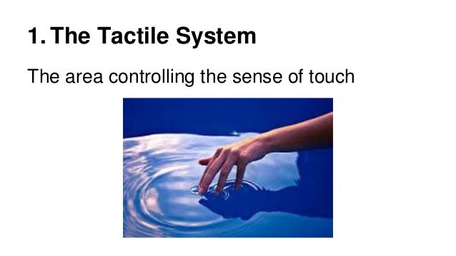 The seven systems of sensory processing