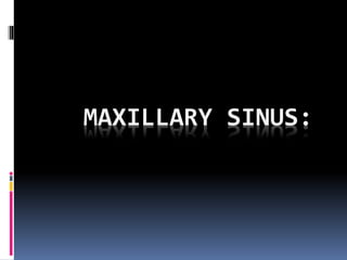 MAXILLARY SINUS:
 