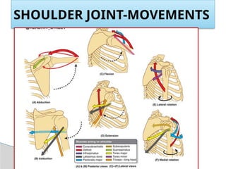 1 Dr CHITRA Shoulder Joint Anatomy Pg PowerPoint PPTX