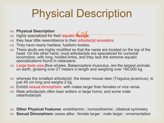  Physical Description
 highly specialized for their aquatic lifestyle,
 they bear little resemblance to their artiodactyl ancestors.
 They have nearly hairless, fusiform bodies.
 There skulls are highly modified so that the nares are located on the top of the
head. On the other hand, most artiodactyls are specialized for cursorial
locomotion, with long, hoofed limbs, and they lack the extreme aquatic
specializations found in cetaceans.
 Large body size,Blue whales, Balaenoptera musculus, are the largest animals
on earth, growing over 27 meters in length and weighing over 190,000 kg,
 whereas the smallest artiodactyl, the lesser mouse deer (Tragulus javanicus), is
just 45 cm long and weighs 2 kg.
 Exhibit sexual dimorphism, with males larger than females or vice versa.
 Male artiodactyls often bear antlers or large horns, and some male
cetartiodactyls
 Other Physical Features: endothermic ; homoiothermic ; bilateral symmetry
 Sexual Dimorphism: sexes alike ; female larger ; male larger ; ornamentation
Physical Description
 