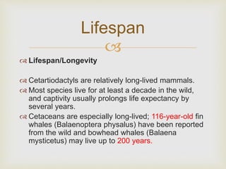 
 Lifespan/Longevity
 Cetartiodactyls are relatively long-lived mammals.
 Most species live for at least a decade in the wild,
and captivity usually prolongs life expectancy by
several years.
 Cetaceans are especially long-lived; 116-year-old fin
whales (Balaenoptera physalus) have been reported
from the wild and bowhead whales (Balaena
mysticetus) may live up to 200 years.
Lifespan
 