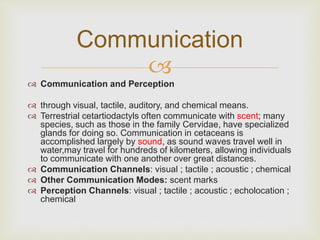 
 Communication and Perception
 through visual, tactile, auditory, and chemical means.
 Terrestrial cetartiodactyls often communicate with scent; many
species, such as those in the family Cervidae, have specialized
glands for doing so. Communication in cetaceans is
accomplished largely by sound, as sound waves travel well in
water,may travel for hundreds of kilometers, allowing individuals
to communicate with one another over great distances.
 Communication Channels: visual ; tactile ; acoustic ; chemical
 Other Communication Modes: scent marks
 Perception Channels: visual ; tactile ; acoustic ; echolocation ;
chemical
Communication
 