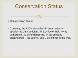 
 Conservation Status
 Currently, the IUCN classifies 54 cetartiodactyl
species as data deficient, 146 as lower risk, 40 as
vulnerable, 32 as endangered, 14 as critically
endangered, 7 as extinct, and 2 as extinct in the wild.
Conservation Status
 