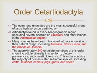 
 The even-toed ungulates are the most successful group
of large herbivores on earth today
 Artiodactyls found in every zoogeographic region
(including several species on Sulawesi and other islands
in the Australasian region);
 Many species have been introduced into areas outside of
their natural range, including Australia, New Guinea, and
the islands of Oceania.
 The approximately 240 ungulate members of this order
show incredible diversity in size, form, dietary
preferences, and climatic tolerance. This order contains
the majority of domesticated mammal species, including
cattle, reindeer, camels, pigs, goats, and sheep.
Order Cetartiodactyla
 