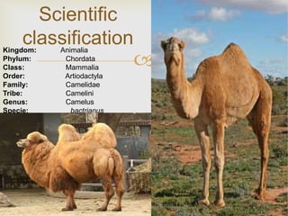 
Scientific
classificationKingdom: Animalia
Phylum: Chordata
Class: Mammalia
Order: Artiodactyla
Family: Camelidae
Tribe: Camelini
Genus: Camelus
Specie: bactrianus
 