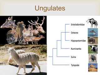 
Ungulates
 