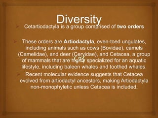  Cetartiodactyla is a group comprised of two orders
 These orders are Artiodactyla, even-toed ungulates,
including animals such as cows (Bovidae), camels
(Camelidae), and deer (Cervidae), and Cetacea, a group
of mammals that are highly specialized for an aquatic
lifestyle, including baleen whales and toothed whales.
 Recent molecular evidence suggests that Cetacea
evolved from artiodactyl ancestors, making Artiodactyla
non-monophyletic unless Cetacea is included.
 