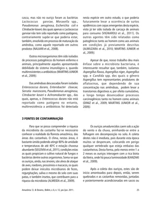 25Amazônia: Ci. & Desenv., Belém, v. 6, n. 12, jan./jun. 2011.
casca, mas não no ouriço foram as bactérias
Lactococcus garviae, Moraxella spp.,
Pseudomonas aeruginosa, Escherichia coli e
Citrobacter koseri,dos quais apenas o Lactococcus
garviae não tem sido reportado como patógeno,
contrariamente supõe-se que poderia estar,
também, envolvido em processo de maturação da
amêndoa, como aquele reportado em outros
produtos (NAJJARI et al., 2008).
Outros microorganismos têm sido isolados
de processos patogênicos do homem enfermo e
animais, principalmente aqueles apresentando
debilidade do sistema imunológico e, quando
multirresistentes a antibióticos (MARTINS JUNIOR
et al., 2009).
Das amêndoas descascadas foram isolados
Enterococcus durans, Enterobacter cloacae,
Serratia marcescens, Pseudomonas aeruginosa,
Citrobacter koseri e Achromobacter spp., das
quais, apenas, o Enterococcus durans não está
reportado como patógeno no entanto,
multirresistência a antibióticos foi detectada
nesta espécie em outro estudo, o que poderia
futuramente levar a ocorrência de surtos
epidêmicos com cepas emergentes desta espécie,
visto já ter sido isolada de carcaça de animais
para consumo (VIGNAROLI et al., 2011). Os
outros agentes têm sido relatados como
patogênicos tanto ao homem como aos animais
em condições já previamente descritas
(ALMUZARA et al., 2010; MARTINS JUNIOR et
al., 2009).
Apesar de que, nosso trabalho deu mais
ênfase sobre a microbiota bacteriana, é
interessante ressaltar que, também, isolamos
Aspergillus flavus,Aspergillus niger,Aspergillus
spp. e Candida spp. dos quais o gênero
Aspergillus tem representantes produtores de
aflatoxinas, que dependendo de sua
concentração nas amêndoas, podem levar a
transtornos digestivos e, por efeito cumulativo,
a longo tempo desencadear processos
carcinogênicos tanto no homem como animais
(DINIZ et al., 2009; MARTINS JUNIOR et al.,
2009).
3 FONTES DE CONTAMINAÇÃO
Para que se possa compreender a riqueza
da microbiota da castanha faz-se necessário
conhecer a realidade da floresta amazônica, das
áreas dos castanhais. O clima, nestas áreas, é
bastante úmido podendo atingir 80% de umidade
e temperaturas de até 40o
C e estação chuvosa
abundante (SEGOVIA et al.,2011),condições estas
as quais propiciam o cultivo natural de fungos e
bactérias dentre outros organismos.Soma-se que
os ouriços,ainda,nas árvores,são alvos de ataque
de aves,roedores,prossímios e macacos,os quais
podem deixar inóculos microbianos de fezes,
regurgitações, saliva e mesmo do solo com suas
patas, e também insetos, que contribuem para a
riqueza da microbiota (ALMEIDA et al., 2009).
Os ouriços amadurecidos caem sob a ação
do vento e da chuva, aninhando-se entre a
folhagem em decomposição no solo. A coleta
destes não é imediata, pois durante esta época
muitos se despencam, colocando em perigo
qualquer vertebrado que esteja embaixo das
castanheiras. Desta forma, pelo menos entre 1 a
2 meses os ouriços interagem com a rica biota
da liteira, onde há pouca luminosidade (KANZAKI
et al., 2009).
Após a coleta dos ouriços, estes são de
início amontoados para depois, então, serem
quebrados e as castanhas removidas, juntadas
e posteriormente acondicionadas em sacos ou
 