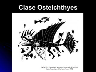 Clase Osteichthyes 
 