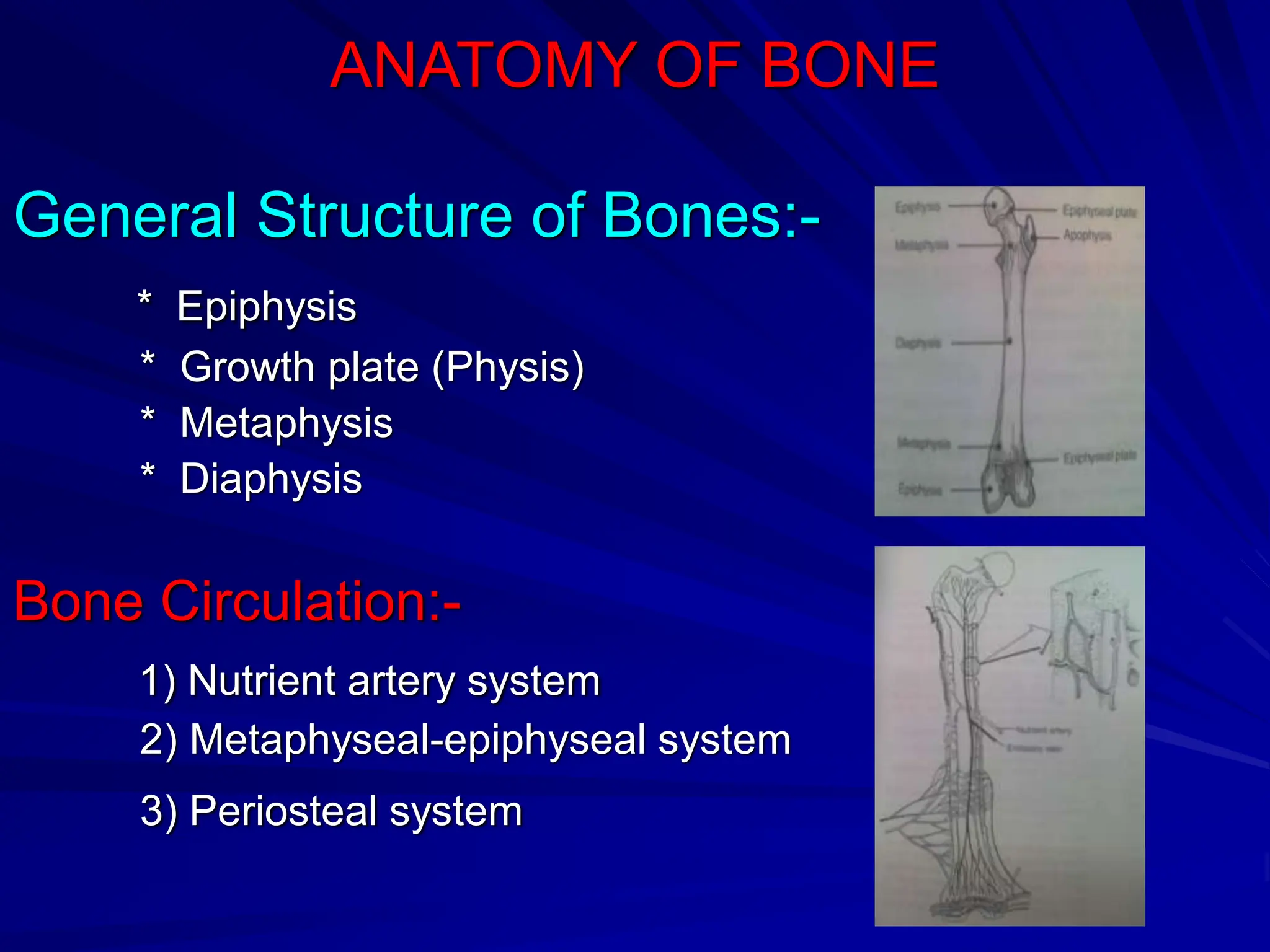 ANATOMY OF BONE
General Structure of Bones:-
* Epiphysis
* Growth plate (Physis)
* Metaphysis
* Diaphysis
Bone Circulation:-
1) Nutrient artery system
2) Metaphyseal-epiphyseal system
3) Periosteal system
 