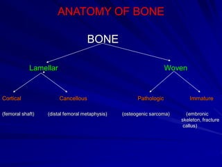 ANATOMY OF BONE
BONE
Lamellar Woven
Cortical Cancellous Pathologic Immature
(femoral shaft) (distal femoral metaphysis) (osteogenic sarcoma) (embronic
skeleton, fracture
callus)
 