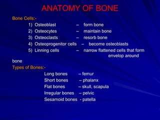 ANATOMY OF BONE
Bone Cells:-
1) Osteoblast – form bone
2) Osteocytes – maintain bone
3) Osteoclasts – resorb bone
4) Osteoprogenitor cells – become osteoblasts
5) Linning cells – narrow flattened cells that form
envelop around
bone
Types of Bones:-
Long bones – femur
Short bones – phalanx
Flat bones – skull, scapula
Irregular bones – pelvic
Sesamoid bones - patella
 