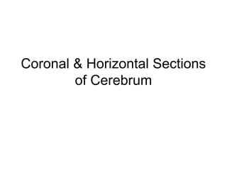 Coronal & Horizontal Sections
        of Cerebrum
 