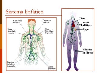 Sistema linfático 