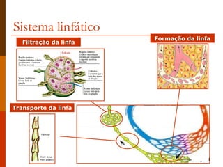 Sistema linfático Formação da linfa Transporte da linfa Filtração da linfa 
