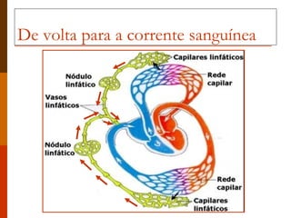 De volta para a corrente sanguínea 