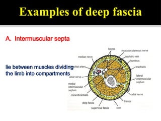 0_skin_&_fascia general anatomy bdc.pptx