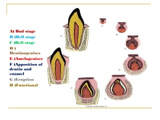 (dental basic seminar)Development of tooth with basic embryology ...