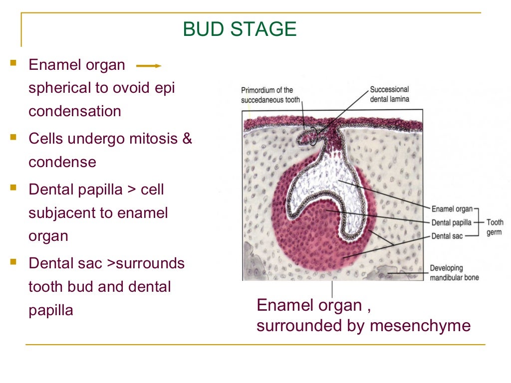 (dental basic seminar)Development of tooth with basic embryology (p…
