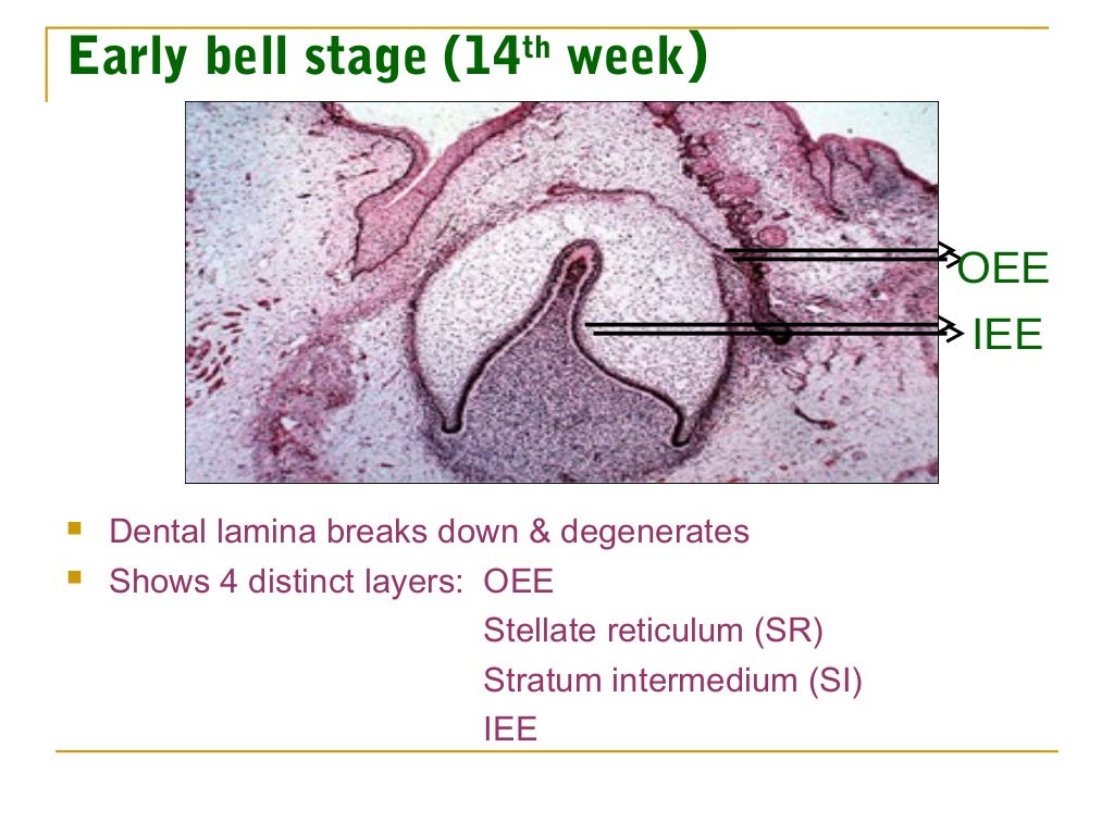 (dental basic seminar)Development of tooth with basic embryology (p…