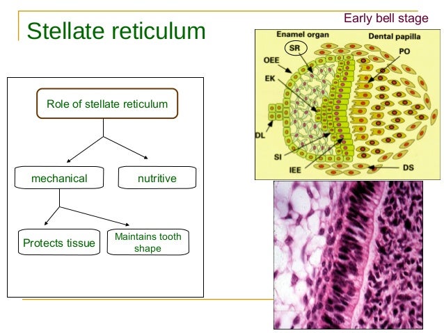 Stella Reticulum Stellate Reticulum | Stellate Reticulum Wikipedia – CTPLGD