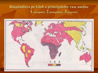 RRăspândirea pe Glob a principalelor rase umaneăspândirea pe Glob a principalelor rase umane
1.1.europoizi,europoizi, 2.2.mongoloizi,mongoloizi, 3.3.negroizinegroizi
 
