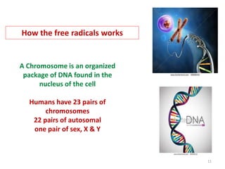 11
A Chromosome is an organized
package of DNA found in the
nucleus of the cell
Humans have 23 pairs of
chromosomes
22 pairs of autosomal
one pair of sex, X & Y
How the free radicals works
 